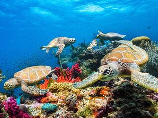 Baile de Tortugas