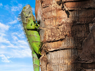 Iguana Verde