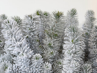 Snow covering spruce trees on white background