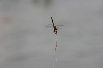 Common Green Darner Close Up
