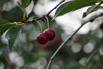 Two ripe cherries on a branch









