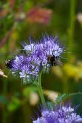 Zwei Hummeln nahaufnahme auf Blüten sitzend. Die Details ihres Fells und der Flügel sind deutlich...