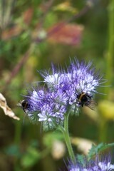 Two bumblebees close-up sitting on flowers. Details of their fur and wings are clearly visible, showcasing natural pollinator behavior.


