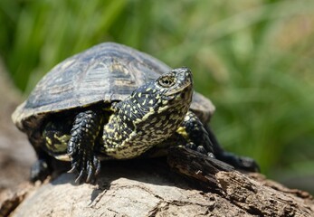 turtle on a rock