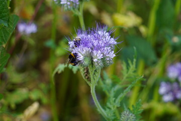 Zwei Hummeln sammeln gleichzeitig Nektar an lila Phacelia-Blüten. Die Makroaufnahme zeigt feine Details der Insekten und die intensive Farbe, ein lebendiges Sommermotiv.