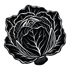 Fresh Cabbage Vegetable Illustration Black and White