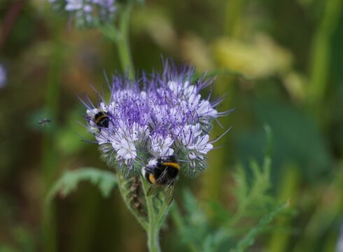 Two large bumblebees met on a phacelia. Hard-working insects pollinating the flower.
