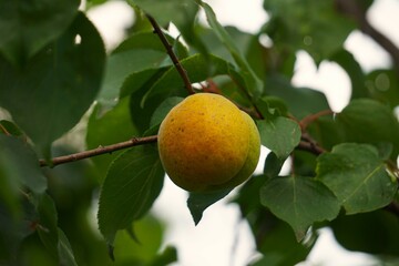 Common peach tree (Prunus persica) with one large, healthy and organic fruit. Juicy texture, velvety skin and golden flesh visible in close-up.