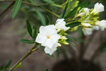 Kwitnący oleander © Adam