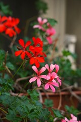 Pelargonia bluszczolistna, popularny kwiat balkonowy w Polsce © Adam