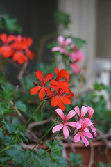 Pelargonia bluszczolistna, na pierwszym planie różowe kwiaty, z tyłu czerwone. Kwiaty doniczkowe na oknie.