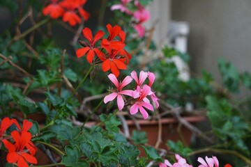 Różowa i czerwona pelargonia bluszczolistna (Pelargonium peltatum) w pełnym rozkwicie