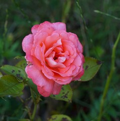 Pink rose