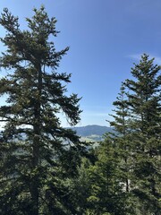 Mountain view through pine trees