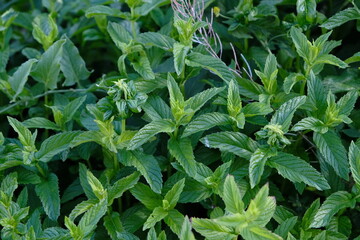 A garden where mint, which adds flavor to both salads and meals, is grown organically