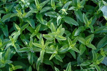 A garden where mint, which adds flavor to both salads and meals, is grown organically