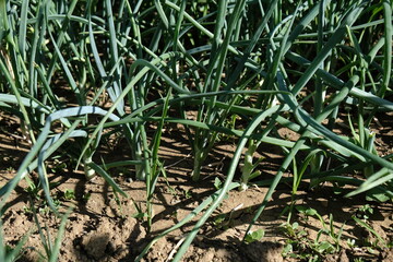 A garden where green onions are grown organically using ecological methods