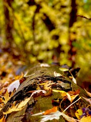 autumn leaves on the ground