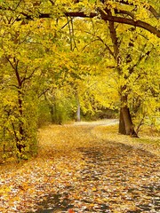 autumn in the park