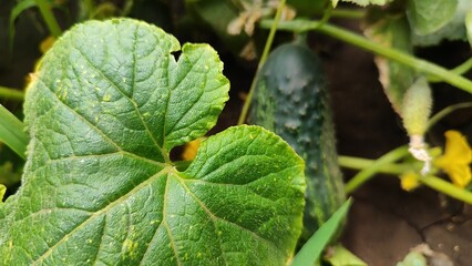 pumpkin in the garden, Cucumbers in the garden bed, vegetable garden, harvest, flowering cucumbers