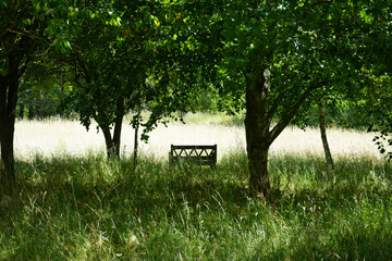 A serene and peaceful natural scene with tall grasses, leafy trees, and a wooden park bench under...
