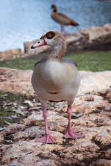 Egyptian goose standing alert on rocky terrain near a pond in natural park environment, showing full body and details of feathers, legs, and bright eyes.