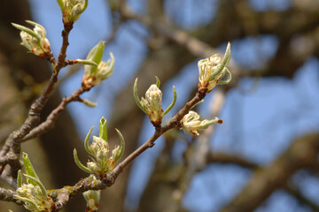 Birne,  Pyrus communis