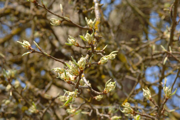 Birne,  Pyrus communis