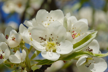 Birne,  Pyrus communis