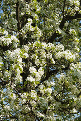 Birne, Pyrus communis, Birnenblüte