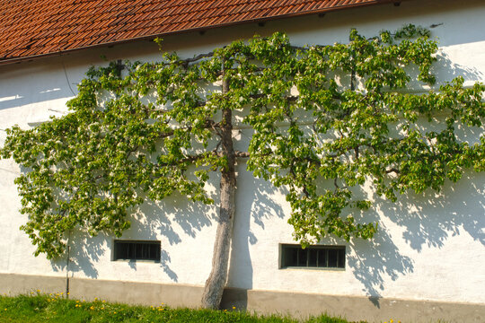 Birne,  Pyrus communis, bl&uuml;hender Spalierbaum