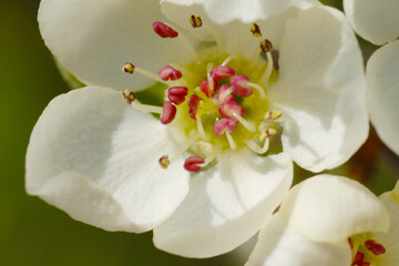 Birne,  Pyrus communis
