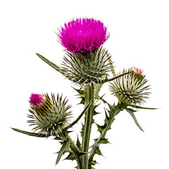 Vibrant pink thistle blooms isolated on a white background