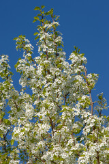 Birne,  Pyrus communis, Blüte