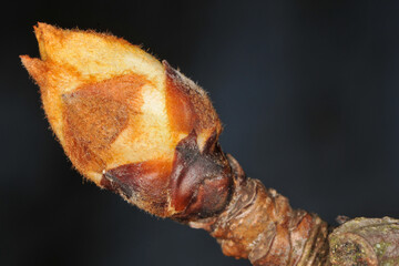 Birne,  Pyrus communis