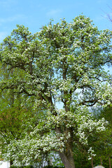 Birne,  Pyrus communis