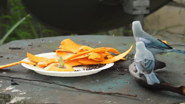 Couple of Blue-gray Tanager Birds (Thraupis episcopus) Eating Overripe Banana on Stone Garden Table. Blawki Suriname Birds