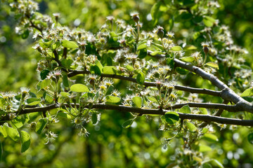 Birne,  Pyrus communis