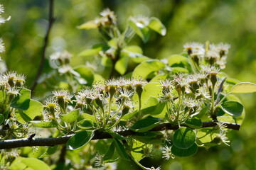Birne,  Pyrus communis