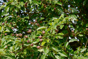 Birne,  Pyrus communis