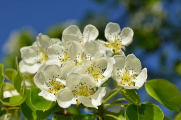 Birne,  Pyrus communis, Blüte