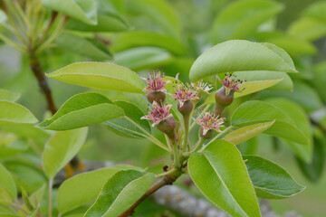 Birne,  Pyrus communis, Fruchtansatz