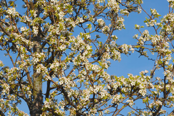 Birne,  Pyrus communis, Blüte