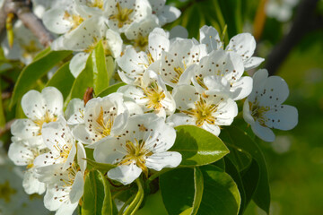 Birne,  Pyrus communis, Blüte