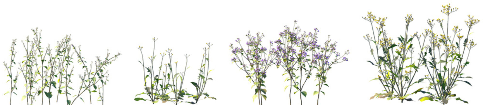 Set of Ageratum conyzoides and Ixeris polycephala isolated png on a transparent background perfectly cutout high resolution