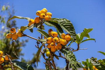 Ripe medlar fruit on a branch