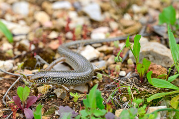Gefleckter Walzenskink // Ocellated skink (Chalcides ocellatus) - Peloponnes, Griechenland
