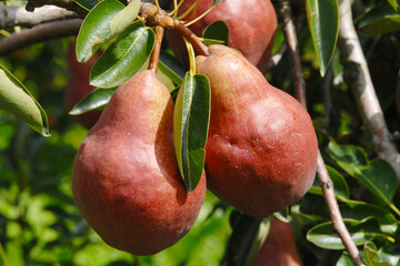 Birne,  Pyrus communis,  Birnenfrüchte  am Baum