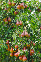 Birne,  Pyrus communis,  Birnenfrüchte  am Baum