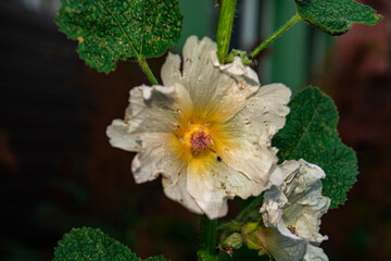 bee on a flower
